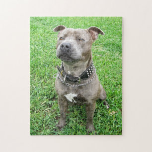 Staffy in de gaten, puzzel