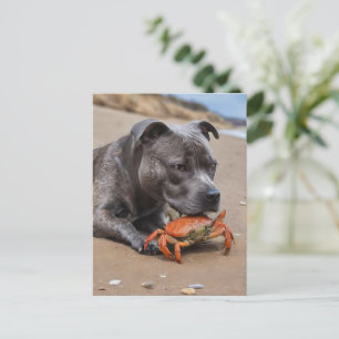 Staffy is bevriend met een strandkrab, briefkaart