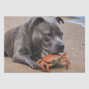 Staffy is bevriend met een strandkrab, tissuepapier