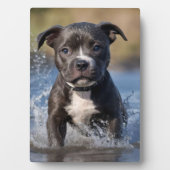 Staffy Puppy Spatelt in de Zee, Fotoplaat (voorkant)