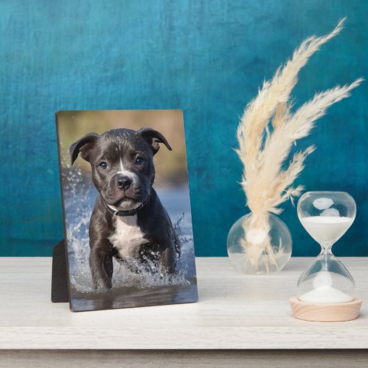Staffy Puppy Spatelt in de Zee, Fotoplaat (Zijkant)