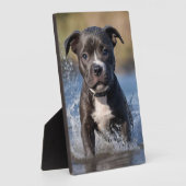 Staffy Puppy Spatelt in de Zee, Fotoplaat (Zijkant)