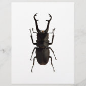 Stag Beetle (Voorkant)