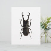 Stag Beetle (Staand voorkant)