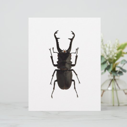 Stag Beetle (Staand voorkant)