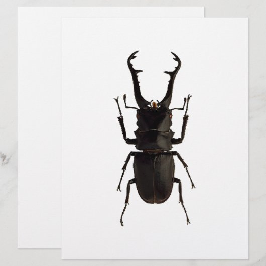 Stag Beetle (Voorkant / Achterkant)