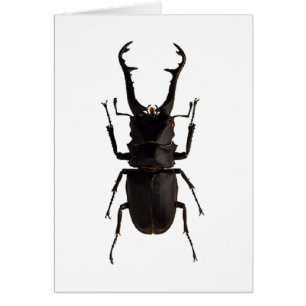 Stag Beetle
