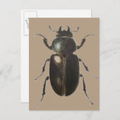 Stag Beetle 2011 Briefkaart (Voorkant / Achterkant)