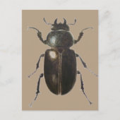 Stag Beetle 2011 Briefkaart (Voorkant)