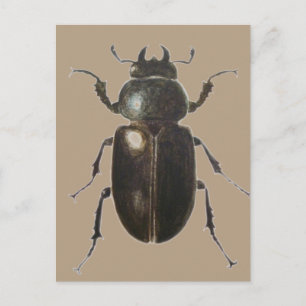 Stag Beetle 2011 Briefkaart