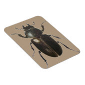 Stag Beetle 2011 Magneet (Rechterzijde)
