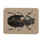 Stag Beetle 2011 Magneet (Horizontaal)