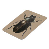 Stag Beetle 2011 Magneet (Linkerzijde)