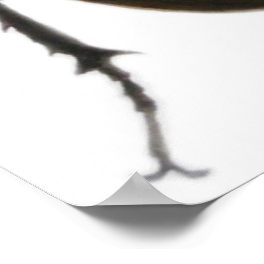 Stag Beetle 2011 Poster (Hoek)