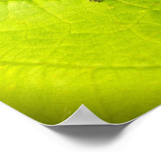 Stag Beetle, Beetles, Bug Poster (Hoek)