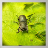 Stag Beetle, Beetles, Bug Poster (Voorkant)