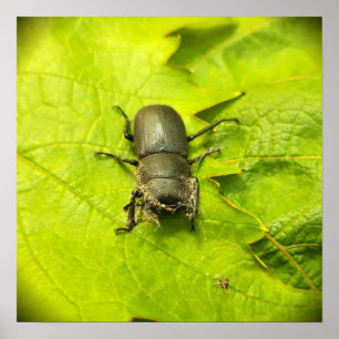 Stag Beetle, Beetles, Bug Poster