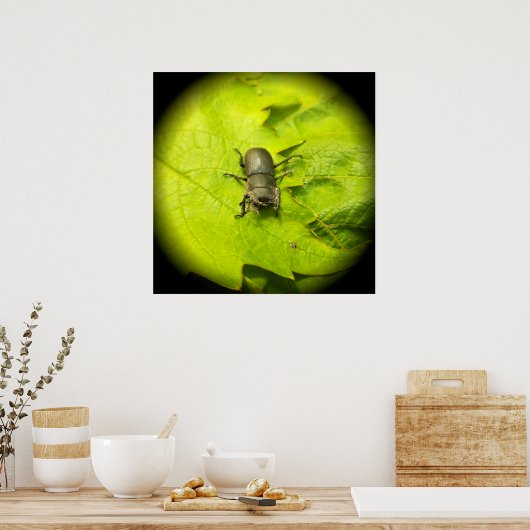 Stag Beetle, Beetles, Bug Poster (Keuken)