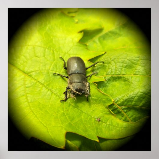Stag Beetle, Beetles, Bug Poster (Voorkant)