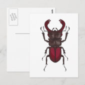 Stag beetle briefkaart (Voorkant / Achterkant)