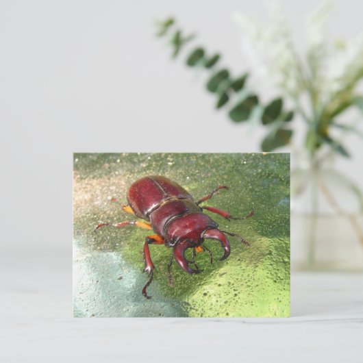 Stag Beetle ~ briefkaart (Staand voorkant)