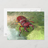Stag Beetle ~ briefkaart (Voorkant / Achterkant)