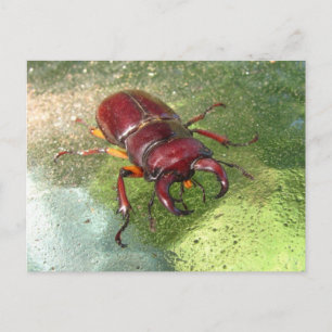 Stag Beetle ~ briefkaart