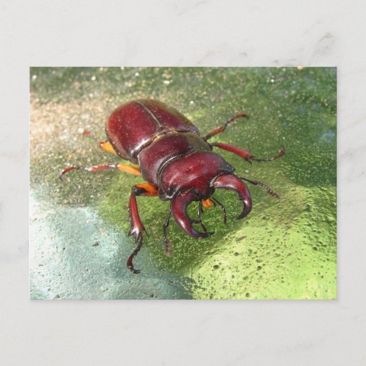 Stag Beetle ~ briefkaart (Voorkant)