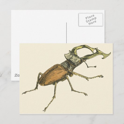 Stag Beetle Briefkaart (Voorkant / Achterkant)