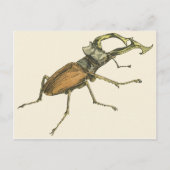 Stag Beetle Briefkaart (Voorkant)