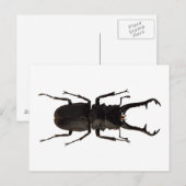 Stag Beetle Briefkaart (Voorkant / Achterkant)