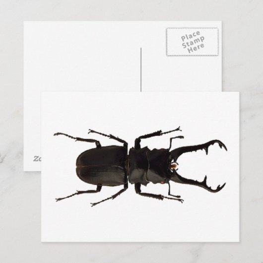 Stag Beetle Briefkaart (Voorkant / Achterkant)