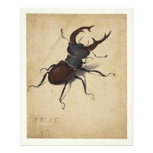 Stag Beetle door Albrecht Dürer Foto Afdruk