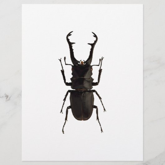 Stag Beetle Flyer (Voorkant)