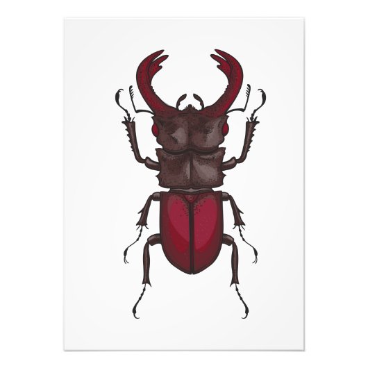 Stag beetle foto afdruk (Voorkant)