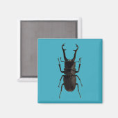 Stag Beetle Magneet (Voorkant / Achterkant)