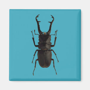 Stag Beetle Magneet