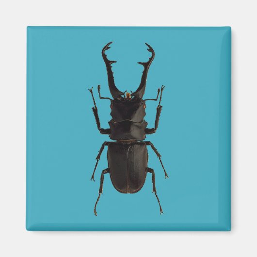 Stag Beetle Magneet (Voorkant)