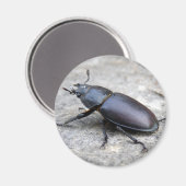 Stag Beetle Magnet (Voorkant / Achterkant)