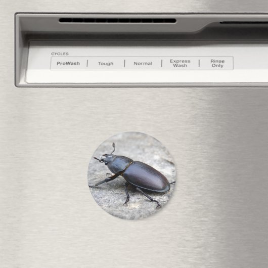 Stag Beetle Magnet (Insitu (Vaatwasser))