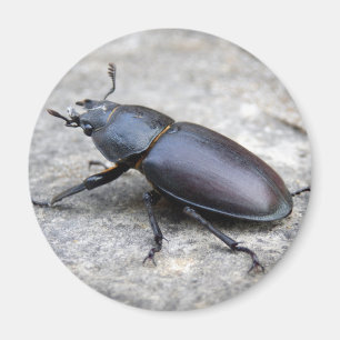 Stag Beetle Magnet