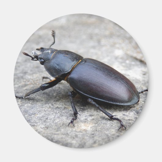 Stag Beetle Magnet (Voorkant)