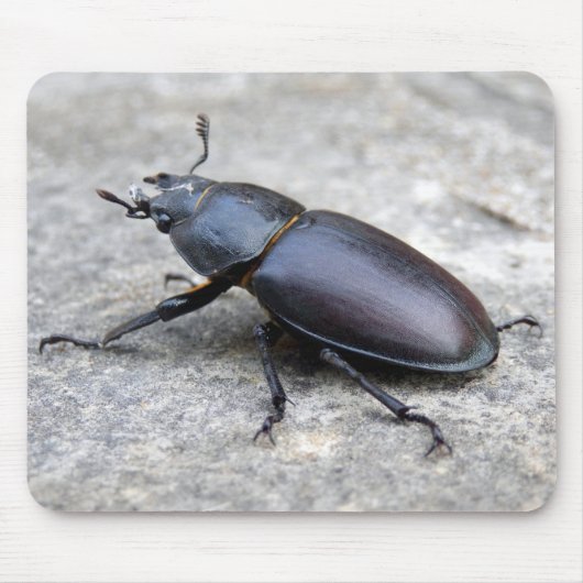 Stag Beetle Mouse Mat Muismat (Voorkant)