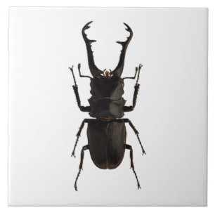 Stag Beetle Tegeltje