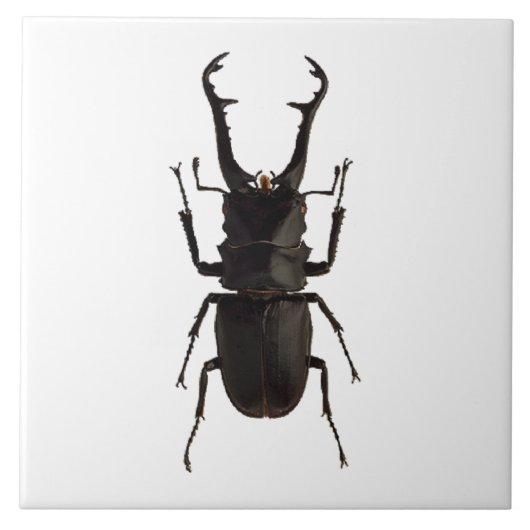 Stag Beetle Tegeltje (Voorkant)