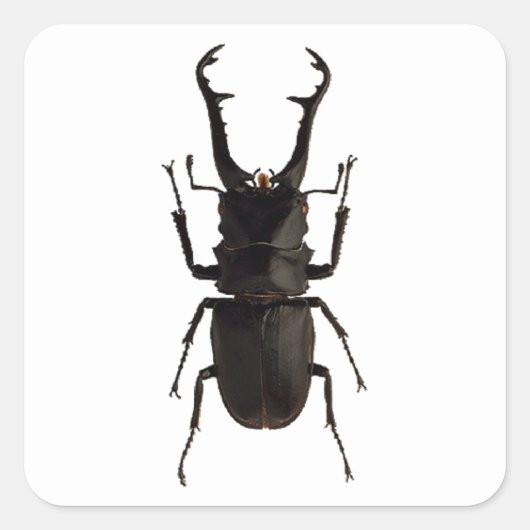 Stag Beetle Vierkante Sticker (Voorkant)