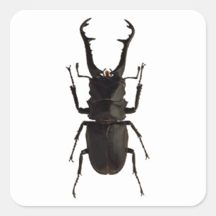 Stag Beetle Vierkante Sticker