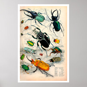 Stag Beetles afdrukken Poster