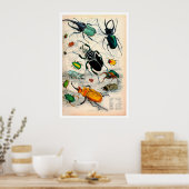 Stag Beetles afdrukken Poster (Keuken)