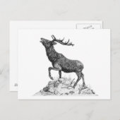 Stag - Blank Briefkaart (Voorkant / Achterkant)